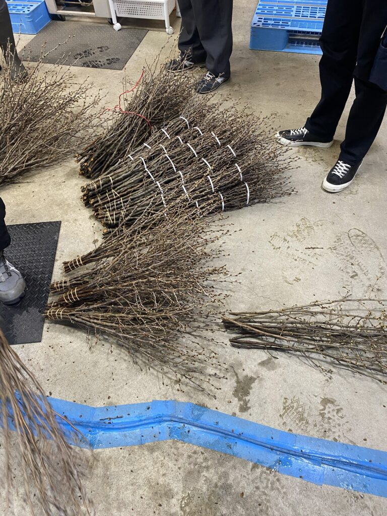 けいおう桜の選別の様子